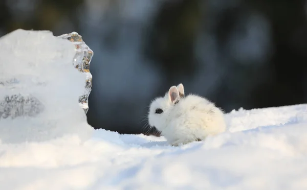 Декоративный Белый Кролик Снегу — стоковое фото