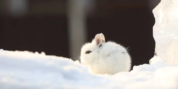 Декоративный Белый Кролик Снегу — стоковое фото