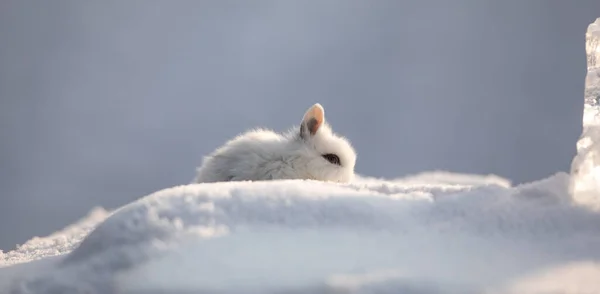 Dekoratives Weißes Kaninchen Schnee — Stockfoto