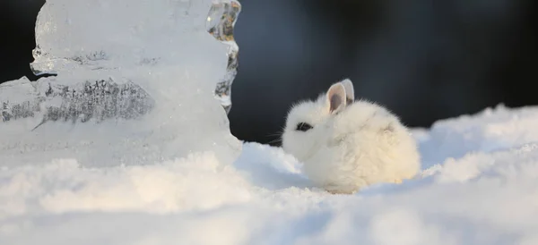 雪地上装饰着的白兔 — 图库照片