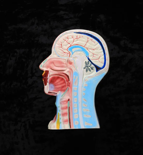 stock image model medical anatomy human head on black background