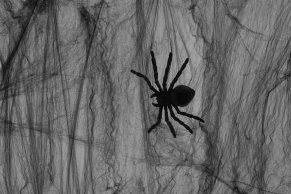 Araignée Sur Toile Araignée Noire Isolée Sur Fond Blanc — Photo