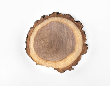 cross section of tree isolated on white background