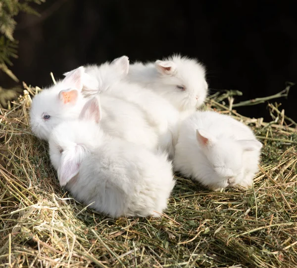 Familj Små Vita Kaniner Höet — Stockfoto