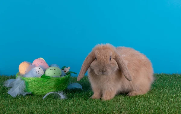 活的白兔和彩蛋 — 图库照片