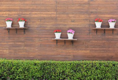 Duvarda asılı saksı çiçekleri