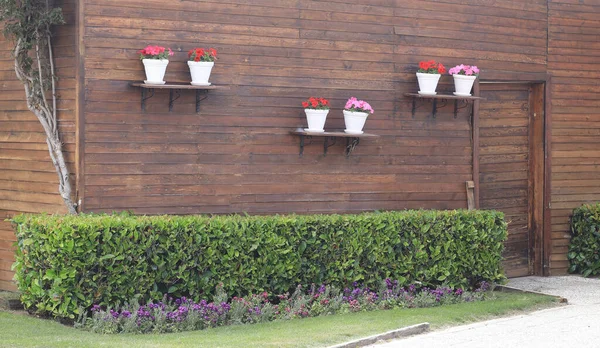 potted flowers hanging on the wall