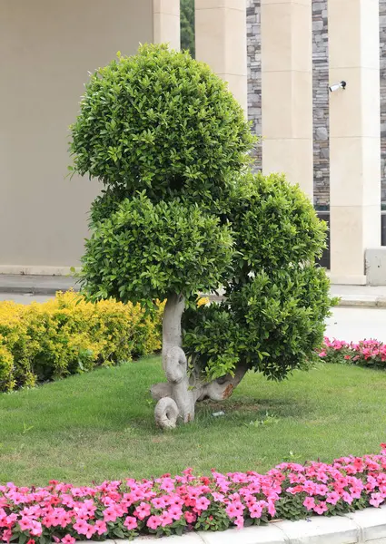 Exotic Decorative Cut Tree Summer — Stock Photo, Image