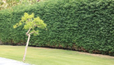 Ladin dallarının yeşil arkaplanı