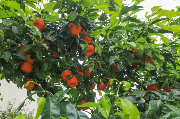 stock image fruity citrus tree, branches with tangerines