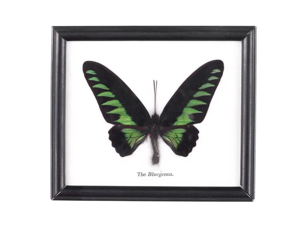 Collection Butterfly Frame Isolated White Background — Stock Photo, Image
