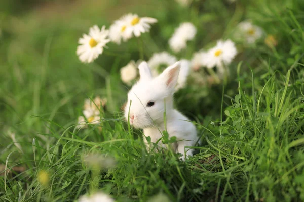 Malý Bílý Králík Květinovém Poli — Stock fotografie