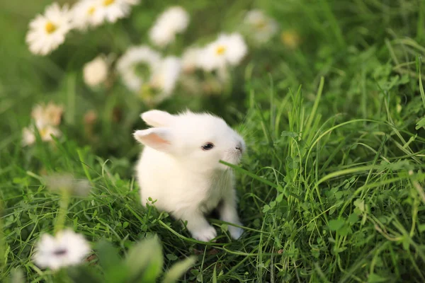 Piccolo Coniglio Bianco Nel Campo Fiori — Foto Stock