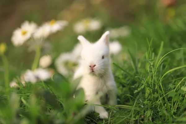 Kleines Weißes Kaninchen Blumenfeld — Stockfoto