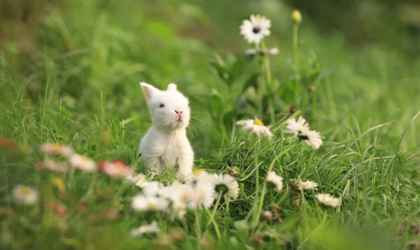 花畑の中の小さな白いウサギ — ストック写真
