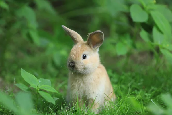 Маленький Забавный Кролик Поле — стоковое фото