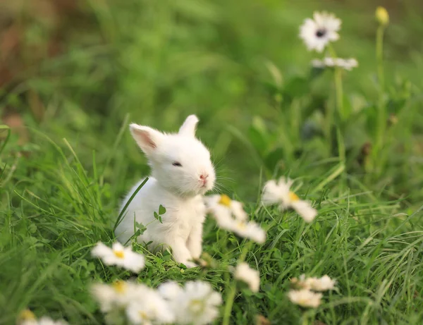 Kleines Weißes Kaninchen Blumenfeld — Stockfoto