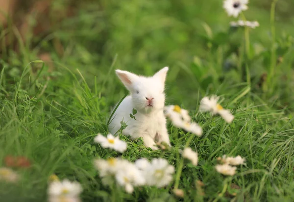 花畑の中の小さな白いウサギ — ストック写真