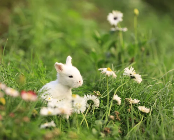 Petit Lapin Blanc Dans Champ Fleurs — Photo