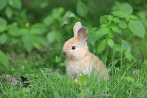 Маленький Смішний Кролик Полі — стокове фото