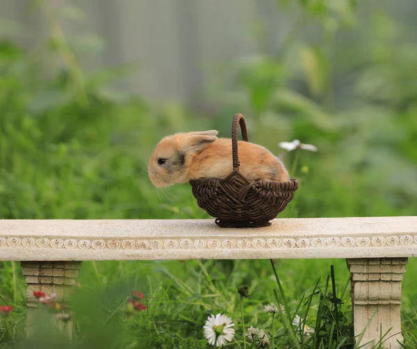 Easter Brown Little Rabbit Basket Nature — Stock Photo, Image