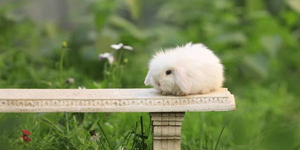 Weiße Kleine Kaninchen Der Natur Sommer — Stockfoto