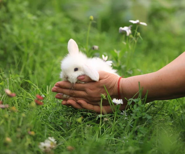 Маленький Кролик Руці Природі Влітку — стокове фото