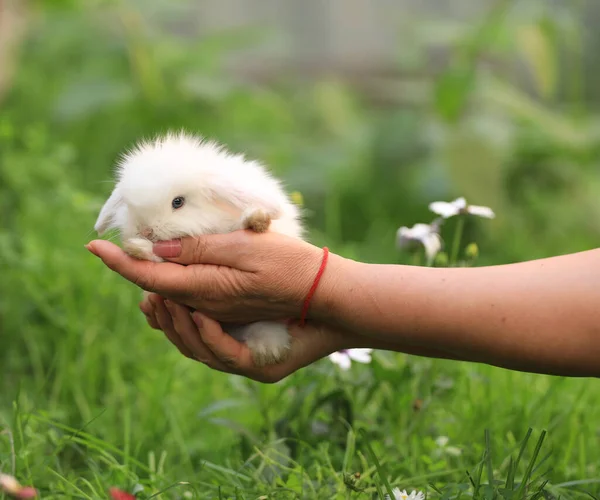 Маленький Кролик Руке Природе Летом — стоковое фото