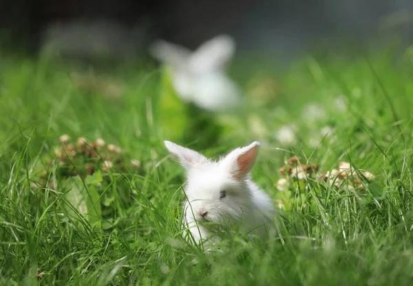 Petit Lapin Blanc Dans Nature Été — Photo
