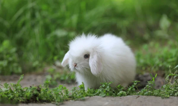 Білий Маленький Кролик Природі Влітку — стокове фото