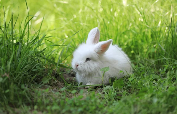 Vit Liten Kanin Naturen Sommaren — Stockfoto