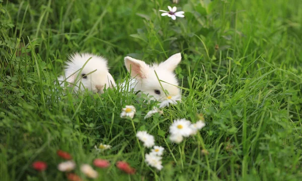 Два Маленьких Кролика Природі Влітку — стокове фото