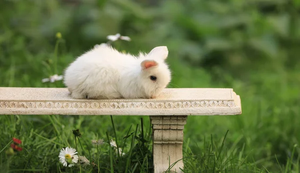 夏に自然の中で白いウサギが — ストック写真