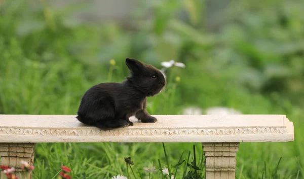 Pequeño Conejo Negro Aire Libre Verano —  Fotos de Stock