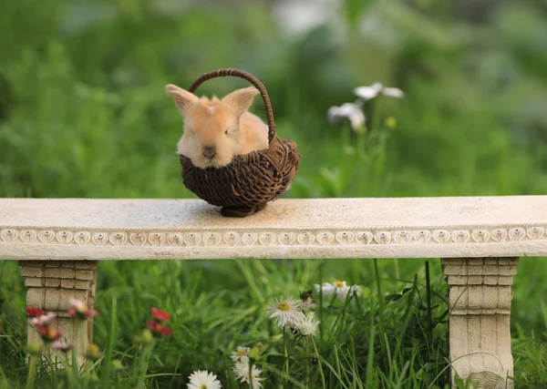 Petit Lapin Brun Pâques Dans Panier Dans Nature — Photo