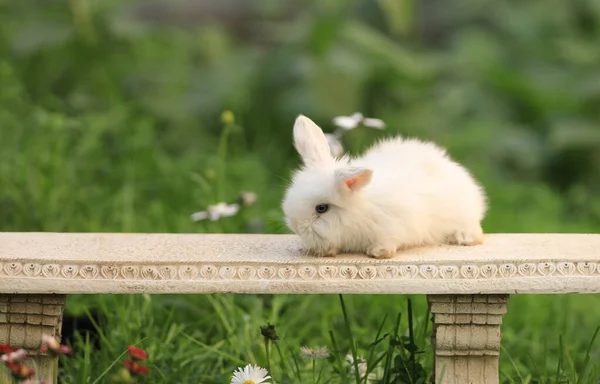 Petit Lapin Blanc Dans Nature Été — Photo