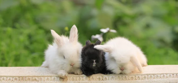 夏に3匹のウサギが — ストック写真