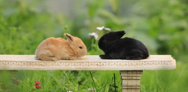 Zwei Kleine Kaninchen Der Natur Sommer — Stockfoto