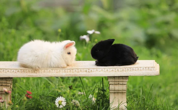 Deux Petits Lapins Dans Nature Été — Photo