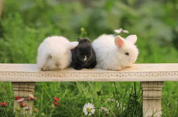Drei Kleine Kaninchen Sommer Der Natur — Stockfoto