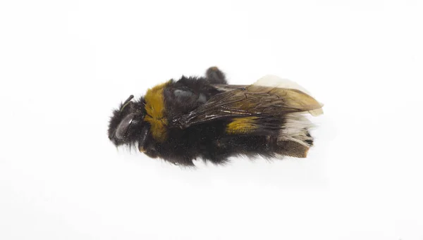 Dead Bumblebee Isolated White Background — Stock Photo, Image