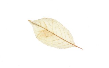white transparent leaf isolated on white background