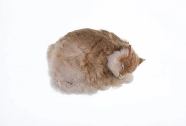 Спящий Пушистый Игрушечный Кот Изолирован Белом Фоне — стоковое фото