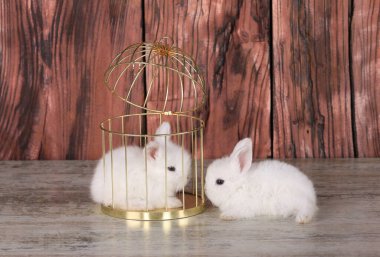 Altın kafesteki beyaz tavşan