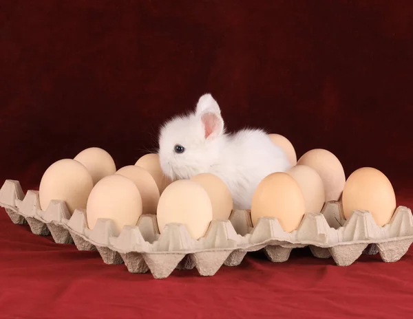 rabbit with eggs in the package