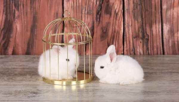 White Rabbit Golden Cage — Stock Photo, Image