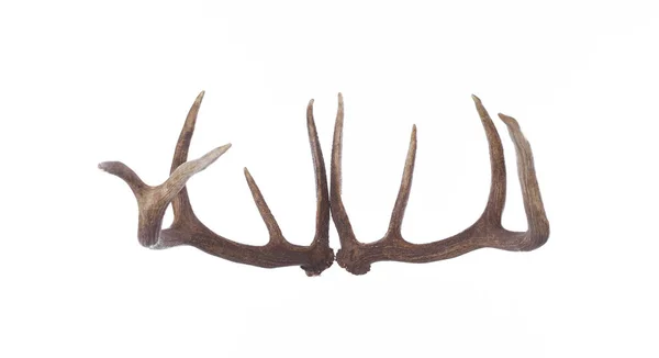 Deer Antlers Deer Horns Isolated White Background — Stock Photo, Image