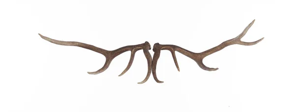 Hjorthorn Rådjur Horn Isolerade Vit Bakgrund — Stockfoto