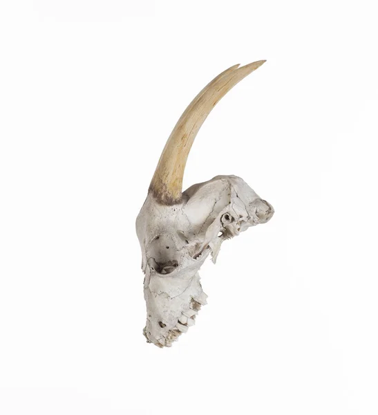 Skull Goat Horns Isolated White Background — Stock Photo, Image