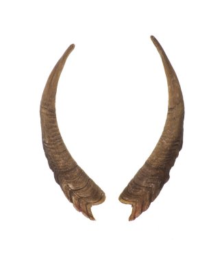 Keçi boynuzları beyaz arkaplanda izole